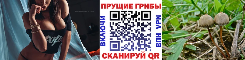 Галлюциногенные грибы Cubensis Снежинск